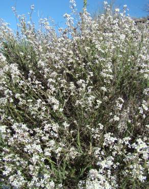 Fotografia 3 da espécie Lepidium subulatum no Jardim Botânico UTAD