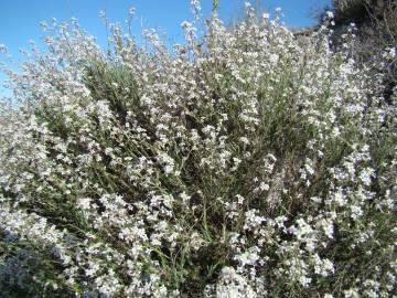 Fotografia da espécie Lepidium subulatum