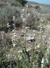 Fotografia da espécie Lepidium subulatum