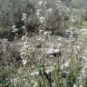 Fotografia 5 da espécie Lepidium subulatum do Jardim Botânico UTAD