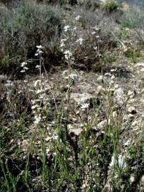 Fotografia da espécie Lepidium subulatum