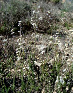 Fotografia 6 da espécie Lepidium subulatum no Jardim Botânico UTAD