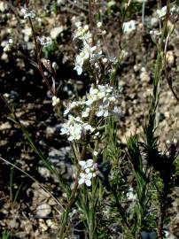 Fotografia da espécie Lepidium subulatum