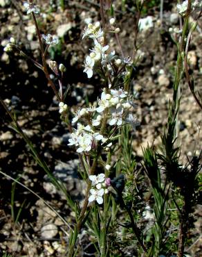 Fotografia 7 da espécie Lepidium subulatum no Jardim Botânico UTAD