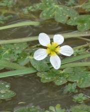 Fotografia da espécie Ranunculus penicillatus