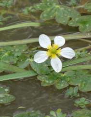 Ranunculus penicillatus var. penicillatus