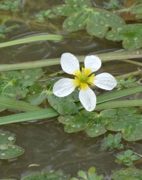 Fotografia 1 da espécie Ranunculus penicillatus var. penicillatus no Jardim Botânico UTAD