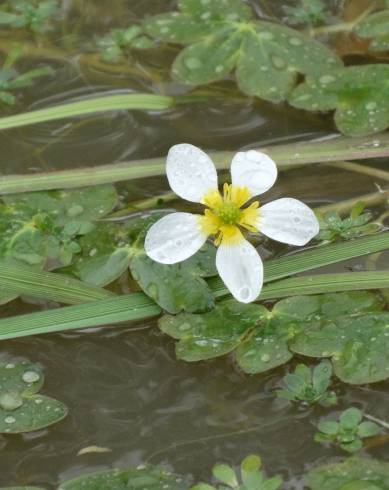 Fotografia de capa Ranunculus penicillatus var. penicillatus - do Jardim Botânico