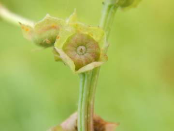 Fotografia da espécie Malva parviflora