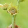 Fotografia 14 da espécie Malva parviflora do Jardim Botânico UTAD