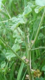 Fotografia da espécie Malva parviflora