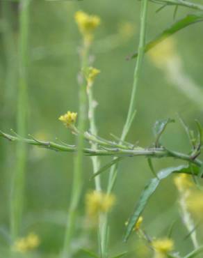 Fotografia 11 da espécie Sisymbrium officinale no Jardim Botânico UTAD