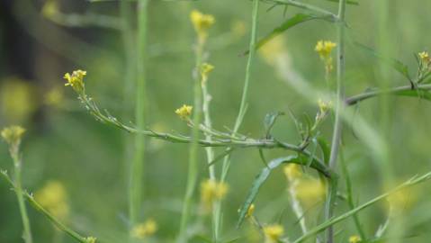 Fotografia da espécie Sisymbrium officinale