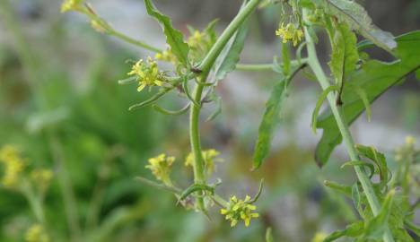 Fotografia da espécie Sisymbrium officinale