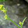 Fotografia 13 da espécie Sisymbrium officinale do Jardim Botânico UTAD