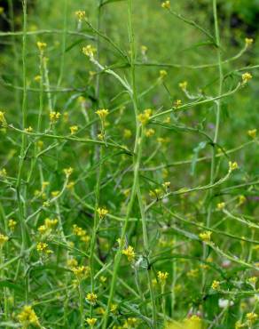 Fotografia 14 da espécie Sisymbrium officinale no Jardim Botânico UTAD