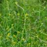 Fotografia 14 da espécie Sisymbrium officinale do Jardim Botânico UTAD