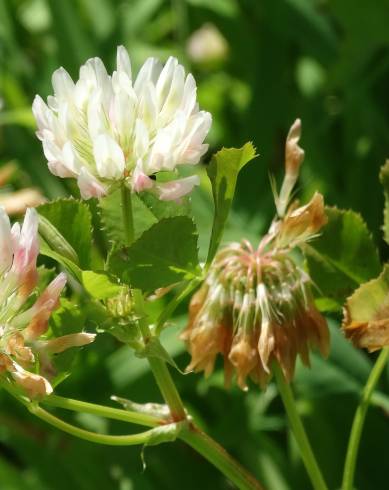 Fotografia de capa Trifolium isthmocarpum - do Jardim Botânico