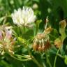 Fotografia 1 da espécie Trifolium isthmocarpum do Jardim Botânico UTAD