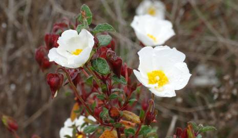 Fotografia da espécie Cistus salvifolius