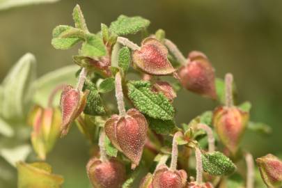 Fotografia da espécie Cistus salvifolius