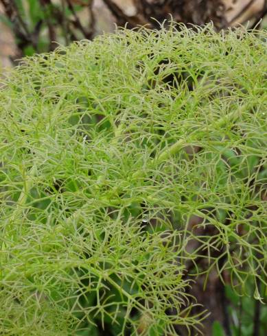 Fotografia de capa Ferula communis subesp. catalaunica - do Jardim Botânico