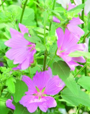 Fotografia 1 da espécie Malva olbia no Jardim Botânico UTAD