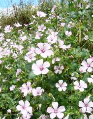 Lavatera trimestris