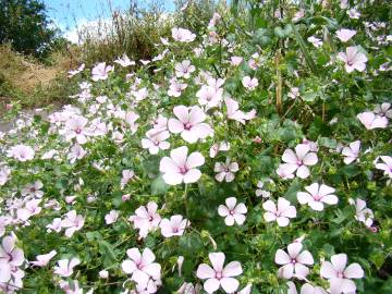 Fotografia da espécie Lavatera trimestris