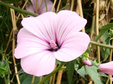 Fotografia da espécie Lavatera trimestris