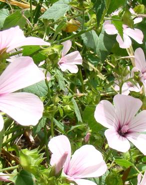 Fotografia 16 da espécie Lavatera trimestris no Jardim Botânico UTAD