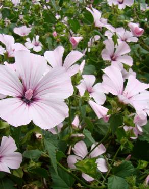 Fotografia 17 da espécie Lavatera trimestris no Jardim Botânico UTAD