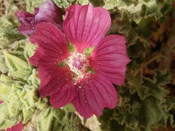 Fotografia da espécie Lavatera triloba subesp. triloba