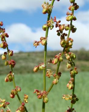 Fotografia 5 da espécie Rumex acetosella subesp. angiocarpus no Jardim Botânico UTAD