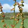 Fotografia 5 da espécie Rumex acetosella subesp. angiocarpus do Jardim Botânico UTAD