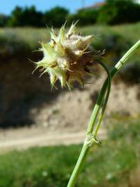 Fotografia da espécie Trifolium resupinatum