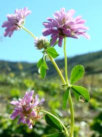 Fotografia da espécie Trifolium resupinatum