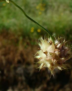 Fotografia 24 da espécie Trifolium resupinatum no Jardim Botânico UTAD