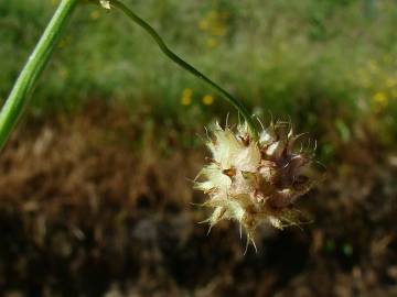 Fotografia da espécie Trifolium resupinatum