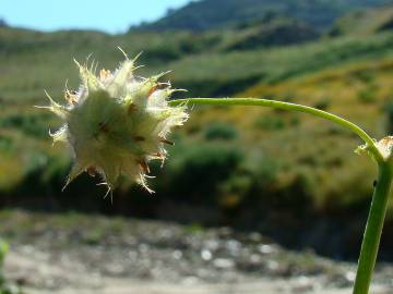 Fotografia da espécie Trifolium resupinatum