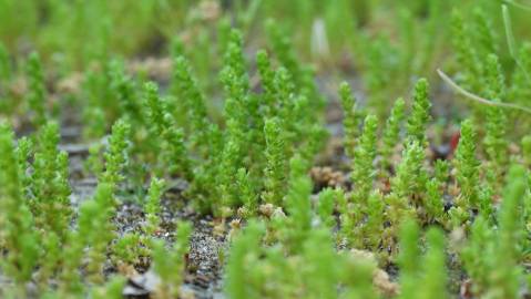 Fotografia da espécie Crassula tillaea