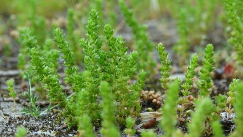 Fotografia da espécie Crassula tillaea