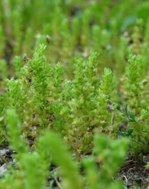 Fotografia 10 da espécie Crassula tillaea no Jardim Botânico UTAD