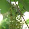 Fotografia 26 da espécie Acer pseudoplatanus do Jardim Botânico UTAD