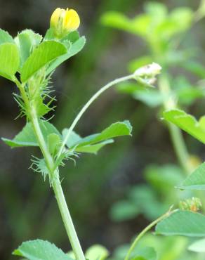 Fotografia 12 da espécie Medicago polymorpha no Jardim Botânico UTAD