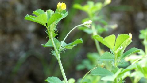 Fotografia da espécie Medicago polymorpha