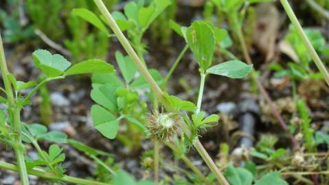 Fotografia da espécie Medicago polymorpha