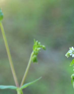 Fotografia 19 da espécie Stellaria media no Jardim Botânico UTAD