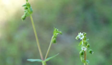 Fotografia da espécie Stellaria media