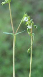 Fotografia da espécie Stellaria media